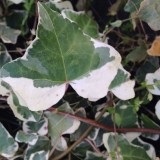 Ivy fotó (header), a fajok és növényfajták, virág mérete (borostyán) Ivy fotó (header), a fajok és növényfajták, virág mérete