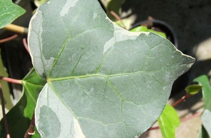 Ivy otthon fotó houseplant leírás, fajtájú és típusú (otthon) Ivy otthon fotó houseplant leírás, fajták és fajok