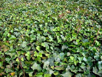 Ivy otthon fotó houseplant leírás, fajták és fajok (borostyán) Ivy otthon fotó houseplant leírás, fajták és fajok
