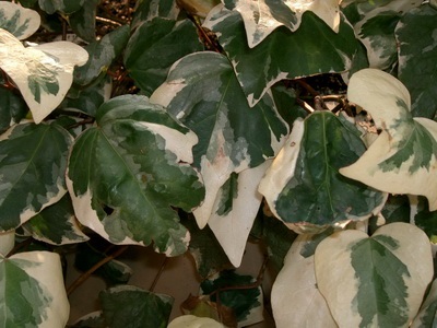 Ivy otthon fotó houseplant leírás, fajták és fajok