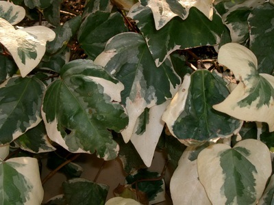 Ivy otthon fotó houseplant leírás, fajták és fajok (borostyán) Ivy otthon fotó houseplant leírás, fajták és fajok