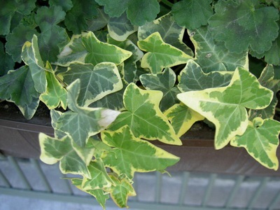 Ivy otthon fotó houseplant leírás, fajtájú és típusú (feltételek) Ivy otthon fotó houseplant leírás, fajták és fajok