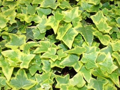 Ivy otthon fotó houseplant leírás, fajtájú és típusú (feltételek) Ivy otthon fotó houseplant leírás, fajták és fajok