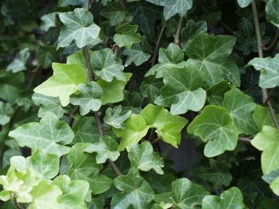Ivy otthon fotó houseplant leírás, fajták és fajok