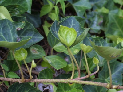 Ivy otthon fotó houseplant leírás, fajták és fajok