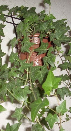 Ivy otthon fotó houseplant leírás, fajtájú és típusú (sima) Ivy otthon fotó houseplant leírás, fajták és fajok