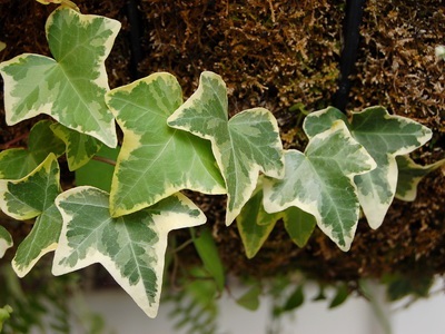 Ivy otthon fotó houseplant leírás, fajtájú és típusú (feltételek) Ivy otthon fotó houseplant leírás, fajták és fajok