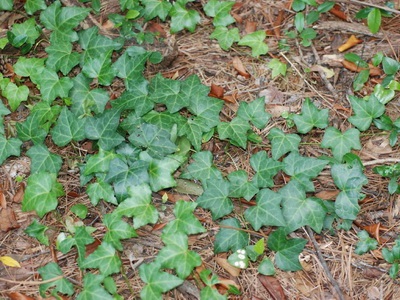 Ivy otthon fotó houseplant leírás, fajták és fajok