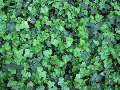 Ivy otthon fotó houseplant leírás, fajták és fajok (fotó) Ivy otthon fotó houseplant leírás, fajták és fajok