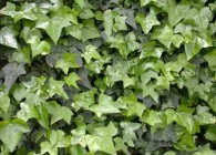 Ivy ültetés, gondozás, többszörözése, használata