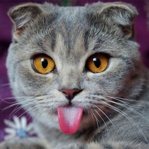 Miért a macska légzés nyitott szájjal lógó nyelvvel