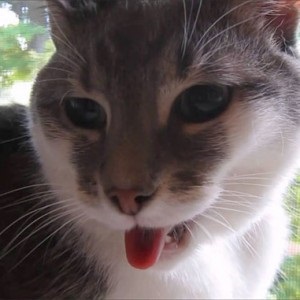 Miért a macska légzés nyitott szájjal lógó nyelvvel