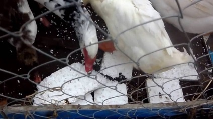 Miért csirkék hierarchia enni hab okoz hab