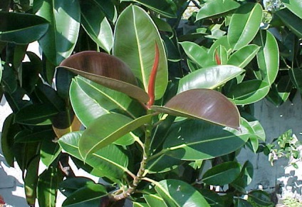 Miért levelek lehullanak a ficus