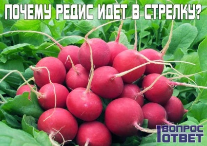 Miért retek egy nyíl, mi a teendő ebben az esetben, hogyan nőnek retek (megy) Miért retek egy nyíl, mi a teendő ebben az esetben, hogyan nőnek retek