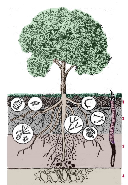 A talaj a növények - blog archive - a talaj szerkezetét
