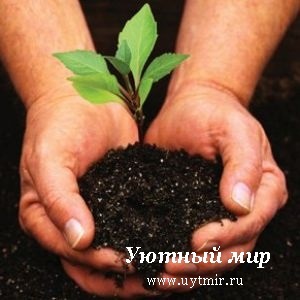 Készítsünk talaj mix a csemeték számára - kényelmes világ - információs portál