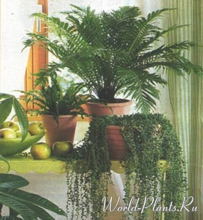 Termékeny szobanövények - a növények világában szól beltéri díszítő lombozat, nyíló,