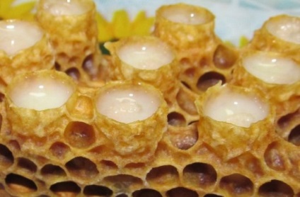 Hasznos tulajdonságai méhpempő, gyógyító tulajdonságait, amit