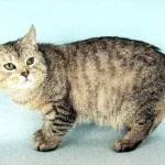 Manx macska fajta ár, fajta leírás, vélemények a tulajdonosok, a tulajdonságok és a (rock) Manx macska fajta ár, fajta leírás, vélemények a tulajdonosok, a tulajdonságok és a
