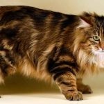 Manx macska fajta ár, fajta leírás, vélemények a tulajdonosok, a tulajdonságok és a