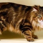 Manx macska fajta ár, fajta leírás, vélemények a tulajdonosok, a tulajdonságok és a (macska) Manx macska fajta ár, fajta leírás, vélemények a tulajdonosok, a tulajdonságok és a