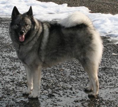 Kutyák norvég Elkhound jellegűek, a táplálkozás, a szín és a tenyésztők véleménye