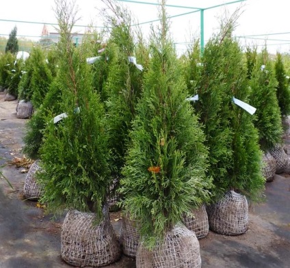 Ültetés arborvitae nyáron - e, és hogyan kell csinálni (leszállás) Ültetés arborvitae nyáron - e, és hogyan kell csinálni