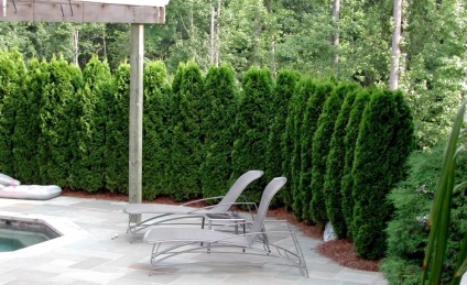 Ültetés arborvitae nyáron - e, és hogyan kell csinálni (záró) Ültetés arborvitae nyáron - e, és hogyan kell csinálni