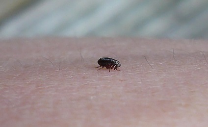 Ágynemű néz bolhák, veszély az emberekre, a módszerek harc (a veszély) Ágynemű bolhák néz ki, mint egy veszélyt az emberi módon tudják kezelni