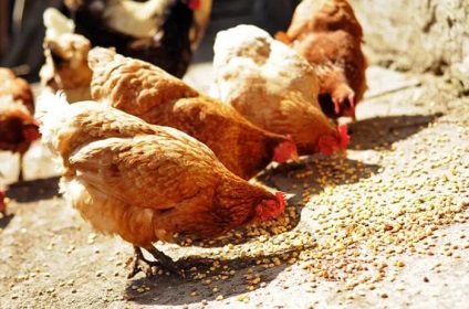 Millet a csirkék - vagy ártalom (csirkéknek használni) Millet a csirkék - jó vagy káros