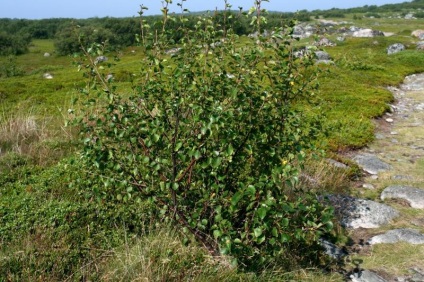 A növény a tundra (csak egy ilyen közönséges nyír) A növény a tundra