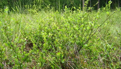 A növény a tundra (a tundrán) A növény a tundra