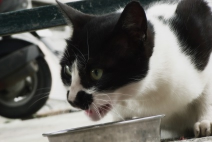 Fajták Royal Canin takarmány (száraz takarmányok) Fajta élelmiszer Royal Canin