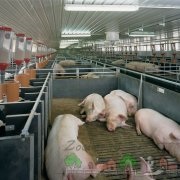 Tenyészsertésen és sertéstenyésztés üzleti otthon nyereséges tartani, és növekszik (sertés) Tenyészsertésen és sertéstenyésztés üzleti otthon nyereséges tartani, és növekszik