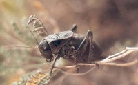 Horgászás tippek - titkos, alig ismert állatfejes halászati