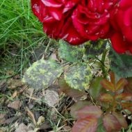 Roza Blek baccarat - gyönyörű fekete virág (Baccarat) Roza Blek baccarat - gyönyörű fekete virág