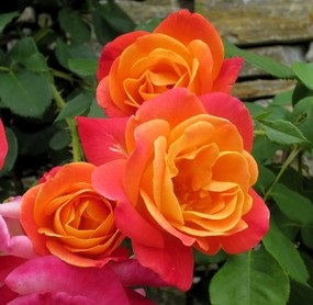 Rózsa illata teli kertben
