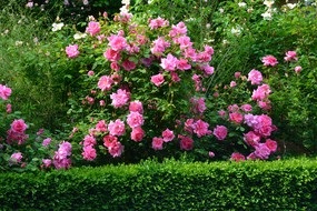 Rózsa illata teli kertben