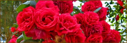 Roses hegymászó, jellemzőit, fajták, termesztési feltételek, gondoskodás