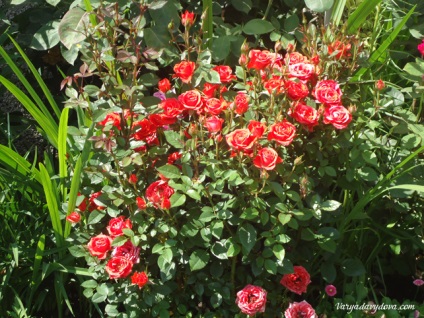 Roses Bulgária, Varya Davydova, Bulgária (Rose) Roses Bulgária, Varya Davydova, Bulgária