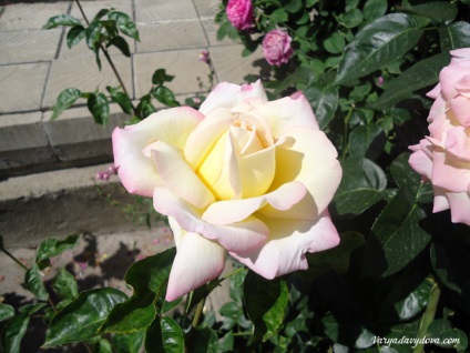 Roses Bulgária, Varya Davydova, Bulgária (Rose) Roses Bulgária, Varya Davydova, Bulgária