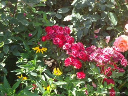 Roses Bulgária, Varya Davydova, Bulgária (Rose) Roses Bulgária, Varya Davydova, Bulgária
