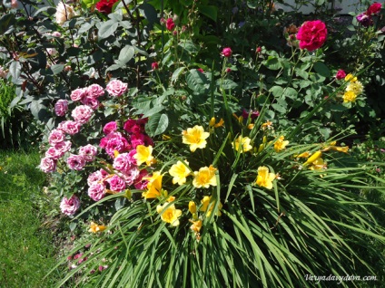Roses Bulgária, Varya Davydova, Bulgária (Rose) Roses Bulgária, Varya Davydova, Bulgária