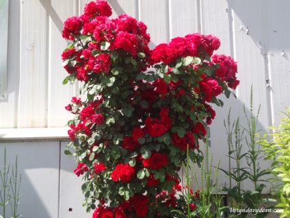 Roses Bulgária, Varya Davydova, Bulgária (Bulgária) Roses Bulgária, Varya Davydova, Bulgária