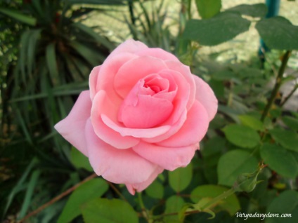 Roses Bulgária, Varya Davydova, Bulgária (Bulgária) Roses Bulgária, Varya Davydova, Bulgária