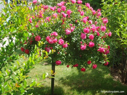 Roses Bulgária, Varya Davydova, Bulgária (Rose) Roses Bulgária, Varya Davydova, Bulgária