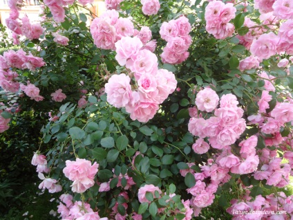 Roses Bulgária, Varya Davydova, Bulgária (Rose) Roses Bulgária, Varya Davydova, Bulgária