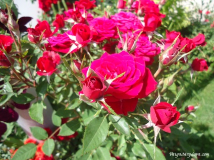 Roses Bulgária, Varya Davydova, Bulgária (Bulgária) Roses Bulgária, Varya Davydova, Bulgária