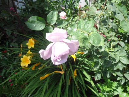 Roses Bulgária, Varya Davydova, Bulgária (Rose) Roses Bulgária, Varya Davydova, Bulgária